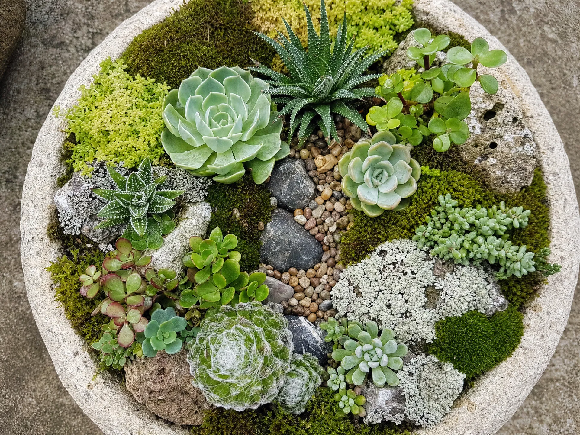 多肉植物微景观作品：浅石盆中的多肉造景